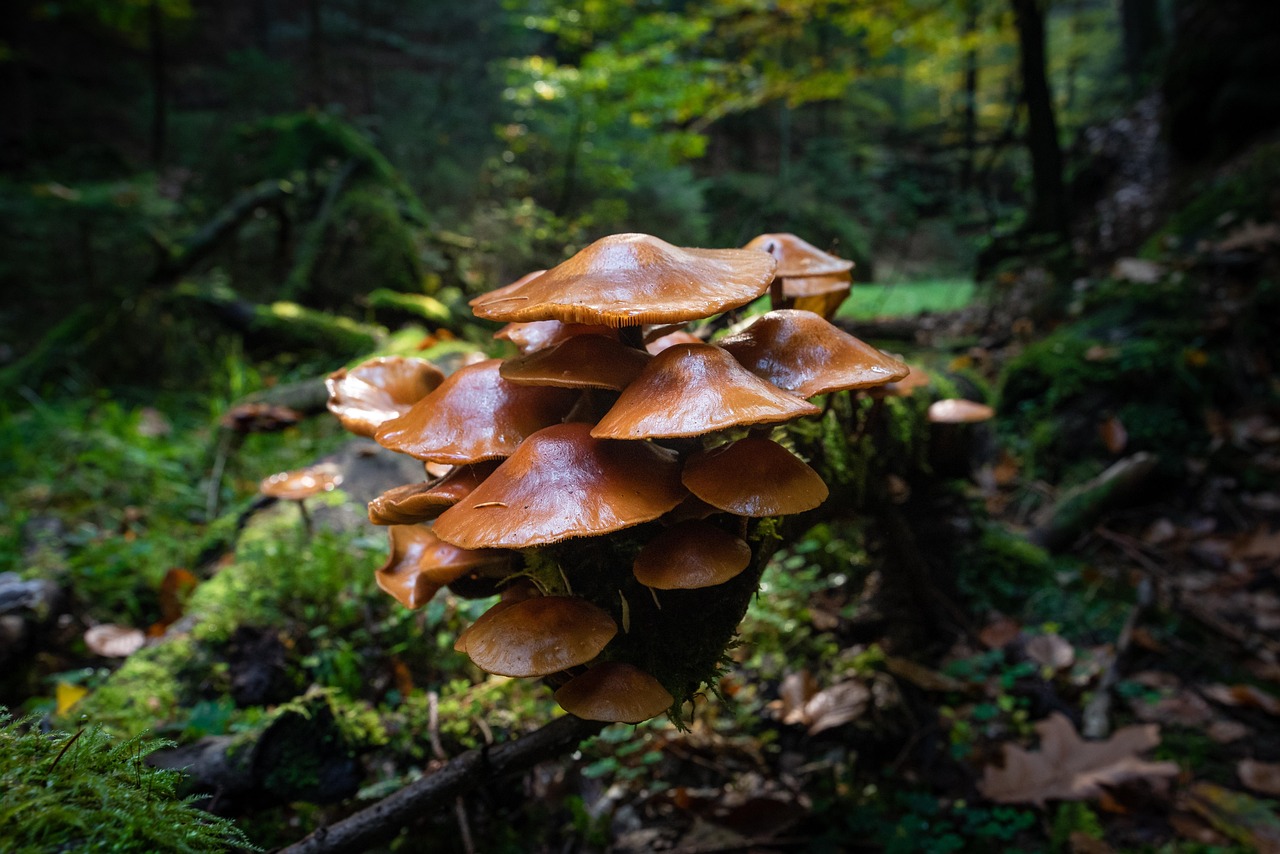 Pilze tief im Wald