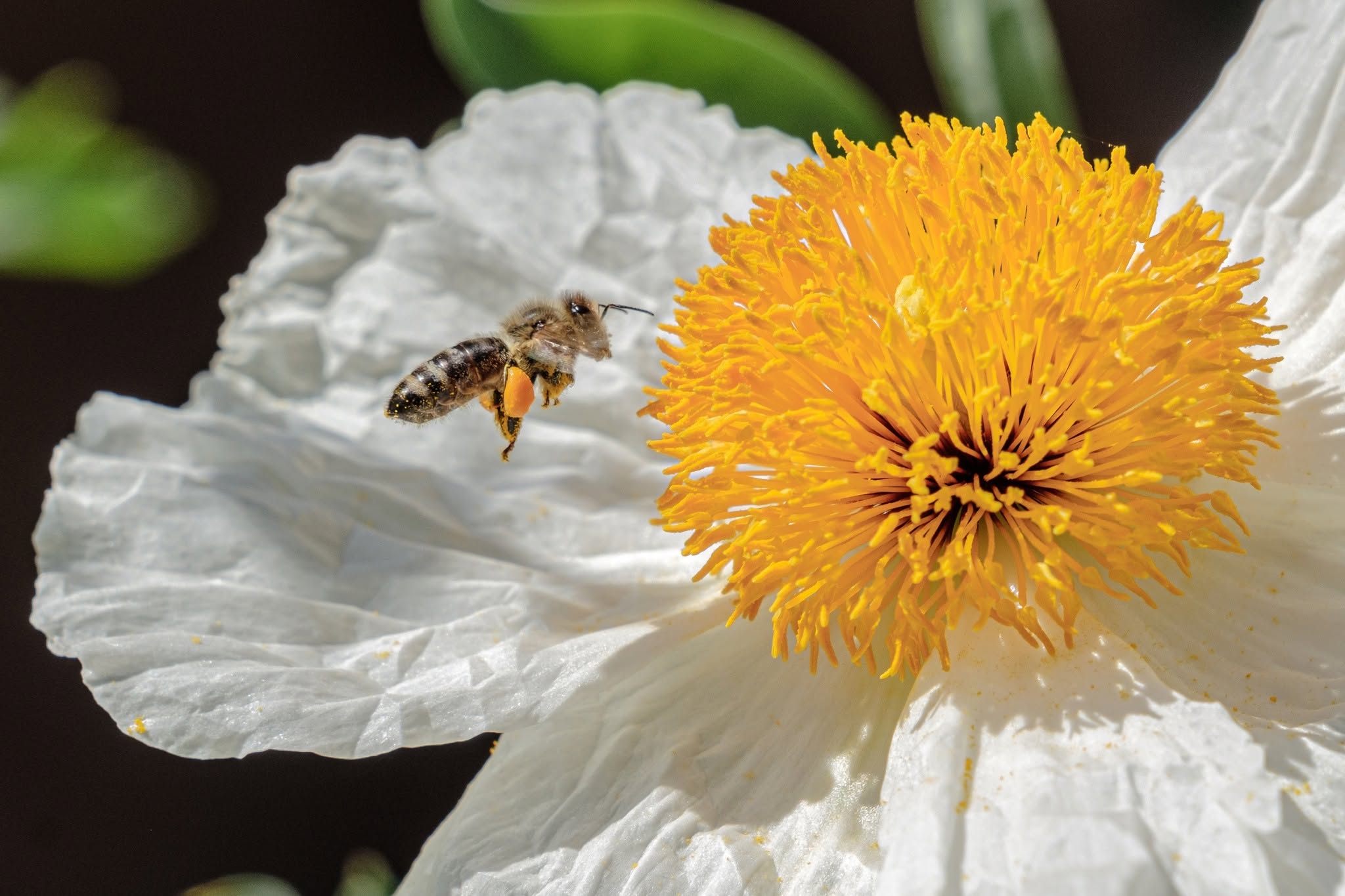 Biene auf Blume
